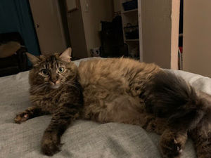 Meet your Posher, Jennifer